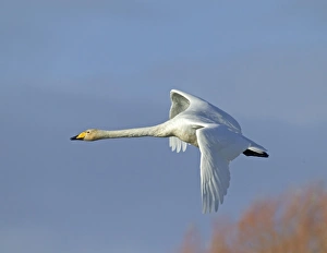 Whooper Swan Cygnus cygnus Caerlaverock Scotland autumn