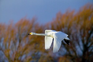 Whooper Swan Cygnus cygnus Caerlaverock Scotland