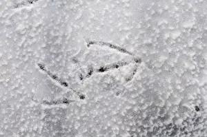 Track Prints: Whooper Swan Cygnus cygnus footprints in snow UK winter