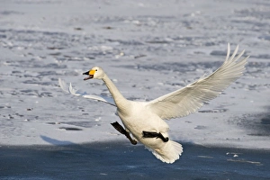 Whooper Swan Cygnus cygnus Hokkaido Japan
