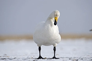 Whooper Swans Cygnus cygnus Hokkaido Japan winter