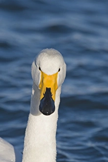 Whooper Swan Cygnus cygnus Hokkaido Japan winter