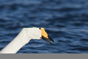 Whooper Swans Cygnus cygnus Hokkaido Japan winter