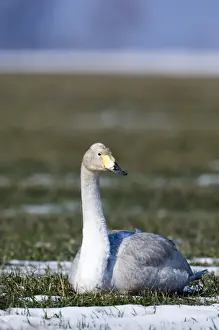 Whooper Swan Cygnus cygnus immature Bulgaria winter