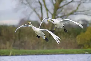 Whooper Swan Cygnus cygnus pair coming in to land Caerlaverock Scotland winter