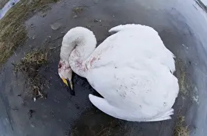 Dead Prints: Whooper Swan Cygnus cygnus suspected victim of bird flu or power line Balkans Feb 2006