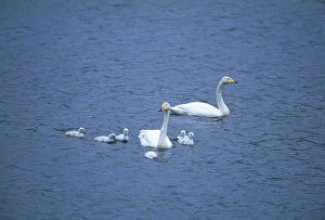 Whooper Swan, Cynus cygnus, pair with cygnets, Tingwall Loch, Shetland, Scotland, 2003 Whooper Swan, Cynus cygnus, pair with cygnets, Tingwall Loch, Shetland, Scotland, 2003