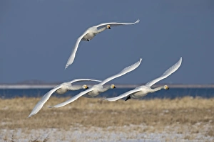 Prints of Whooper Swans Cygnus cygnus Hokkaido Japan Images Dated 2008 February: Whooper Swans Cygnus cygnus Hokkaido Japan