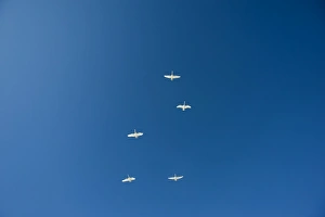 Whooper Swans Cygnus cygnus Hokkaido Japan winter