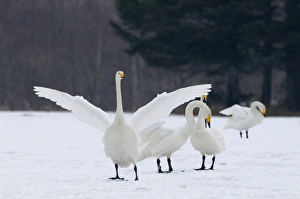Japan Prints: Whooper Swans Cygnus cygnus Hokkaido Japan winter
