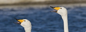 Whooper Swans Cygnus cygnus Hokkaido Japan winter