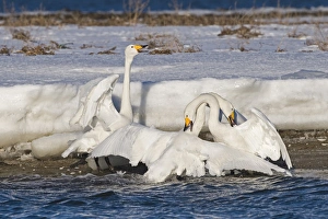 Whooper Swans Cygnus cygnus pair in courtship bonding display and being aggressive Whooper Swans Cygnus cygnus pair in courtship bonding display and being aggressive