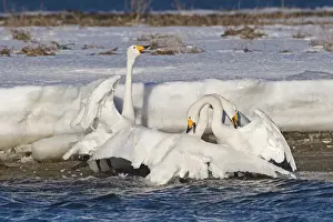 Aggression Prints: Whooper Swans Cygnus cygnus pair in courtship bonding display and being aggressive