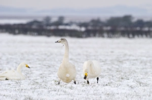 Whooper Swans Cygnus cygnus Solway Dumfries Scotland winter