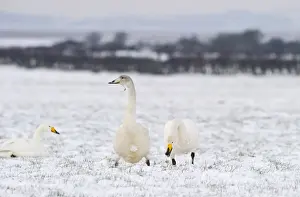 Solway Prints: Whooper Swans Cygnus cygnus Solway Dumfries Scotland winter