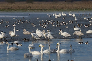 Whooper Swans Cygnus cygnus and other wildfowl at Martin Mere Wildfowl & Wetlands Whooper Swans Cygnus cygnus and other wildfowl at Martin Mere Wildfowl & Wetlands