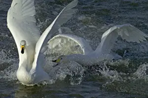 Aggression Prints: Whooper Swans squabbling adults Cygnus cygnus Caerlaverock Scotland November