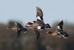 Wigeon Anas penelope Buckenham Marshes Norfolk winter