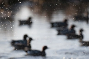 Wigeon Anas penelope Buckenham Marshes RSPB Reserve Norfolk winter