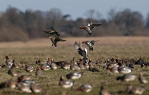 Wigeon Anas penelope Buckenham Marshes RSPB Reserve Norfolk winter