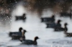 Wigeon Anas penelope Buckenham Marshes RSPB Reserve Norfolk winter