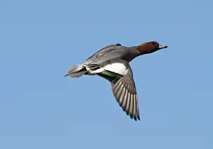 Flock Prints: Wigeon Anas penelope Buckenham Marshes RSPB Reserve Norfolk winter
