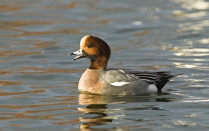 Wigeon Anas penelope calling (whistling) Caerlaverock Dumfries winter Wigeon Anas penelope calling (whistling) Caerlaverock Dumfries winter