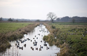 Wigeon Anas penelope in dyke at Buckenham Marshes RSPB Recerve in Yare Valley Norfolk Wigeon Anas penelope in dyke at Buckenham Marshes RSPB Recerve in Yare Valley Norfolk