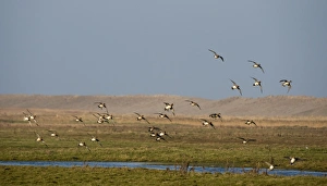 Wigeon Anas penelope flock on grazing marsh at Salthouse Norfolk Wigeon Anas penelope flock on grazing marsh at Salthouse Norfolk