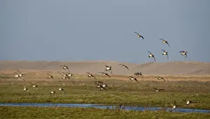 Flock Prints: Wigeon Anas penelope flock on grazing marsh at Salthouse Norfolk