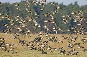 Flock Prints: Wigeon Anas penelope flock Holkham Norfolk January