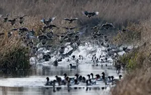 Wigeon Anas penelope flying in to ditch on Buckenham Marshes RSPB Reserve Norfolk winter