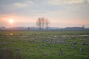 Wigeon Anas penelope grazing on Buckenham Marshes RSPB Reserve in the Yare Valley Wigeon Anas penelope grazing on Buckenham Marshes RSPB Reserve in the Yare Valley