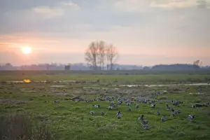 Dusk Prints: Wigeon Anas penelope grazing on Buckenham Marshes RSPB Reserve in the Yare Valley