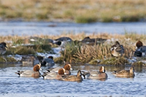 Wigeon Anas penelope Holkham Norfolk winter
