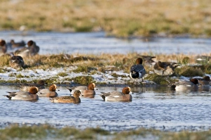 Wigeon Anas penelope Holkham Norfolk winter