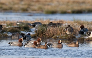 Flock Prints: Wigeon Anas penelope Holkham Norfolk winter