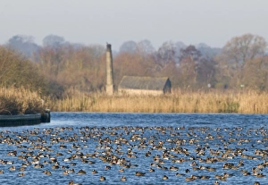 Wigeon Anas penelope large flock on River Yare during cold weather Buckenham Marshes Wigeon Anas penelope large flock on River Yare during cold weather Buckenham Marshes