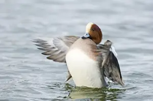 Wigeon Anas penelope male Caerlaverock Scotland winter