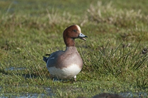 Wigeon Anas penelope Buckenham Marshes RSPB Reserve Norfolk winter