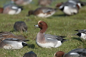 Wigeon Anas penelope male calling Buckenham Marshes RSPB Reserve Norfolk winter Wigeon Anas penelope male calling Buckenham Marshes RSPB Reserve Norfolk winter