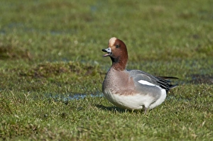 Wigeon Anas penelope Buckenham Marshes RSPB Reserve Norfolk winter