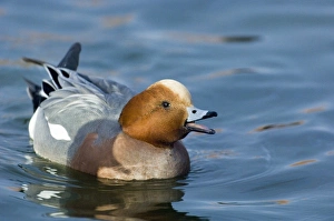 Wigeon Anas penelope male calling (whistling) Caerlaverock Scotland winter Wigeon Anas penelope male calling (whistling) Caerlaverock Scotland winter