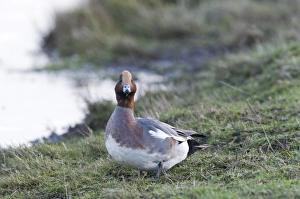 Male Prints: Wigeon Anas penelope male Norfolk winter