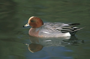 Wildfowl Prints: Wigeon, Anas penelope, male, UK