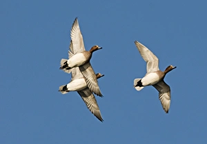 Wigeon Anas penelope Buckenham Marshes Norfolk winter
