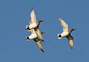 Duck Prints: Wigeon Anas penelope males Buckenham Marshes Norfolk winter