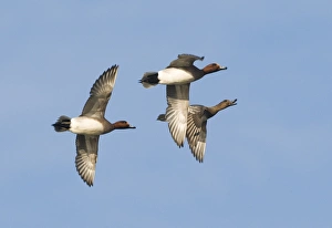 Wigeon Anas penelope males in courtship chase with female Buckenham Marshes Norfolk Wigeon Anas penelope males in courtship chase with female Buckenham Marshes Norfolk