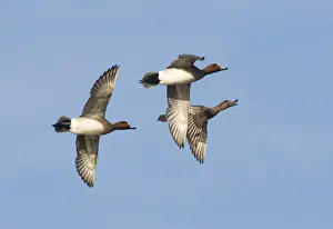 Wigeon Anas penelope males in courtship chase with female Buckenham Marshes Norfolk