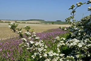 Wild flower margin planted with Red Campion along edge of arable field Norfolk May Wild flower margin planted with Red Campion along edge of arable field Norfolk May